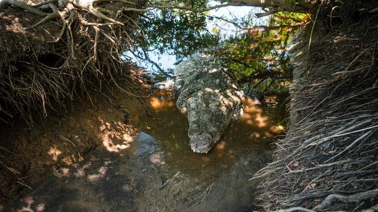Excursión por la vida salvaje de Puerto de Ángel