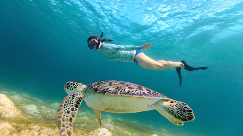 snorkel-avistamiento-tortugas-tenerife