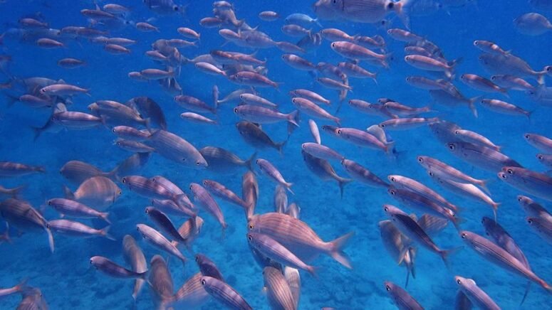 minicrucero snorkel Isla Lobos