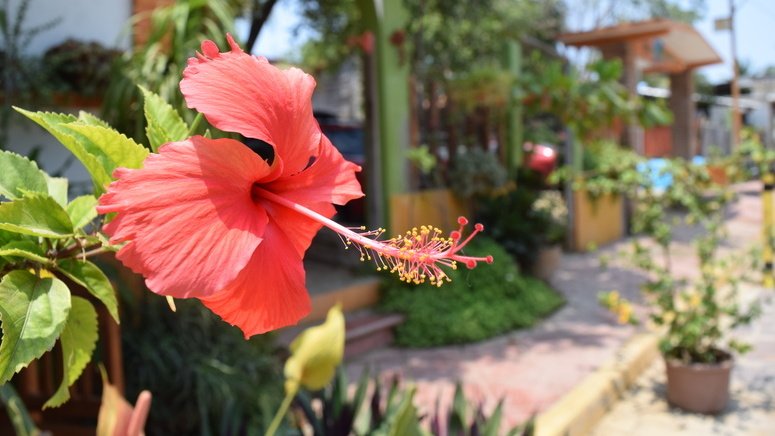 Visita playa nudista Zipolite y comida típica