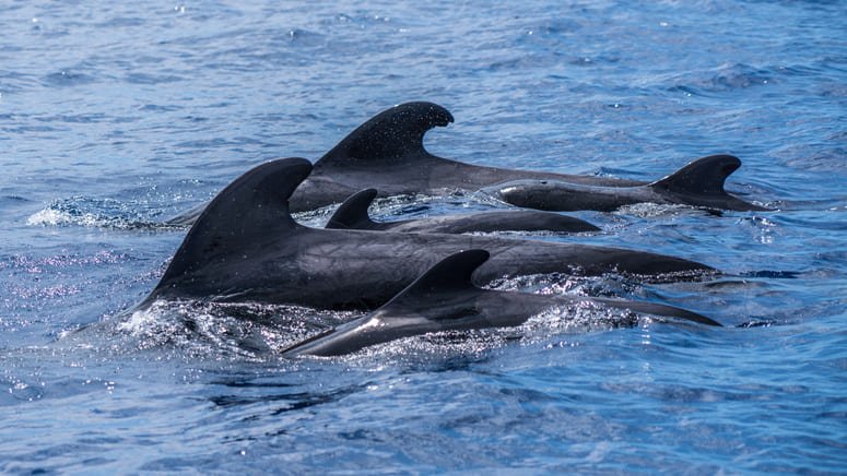 Avistamiento ballenas y delfines Costa Adeje