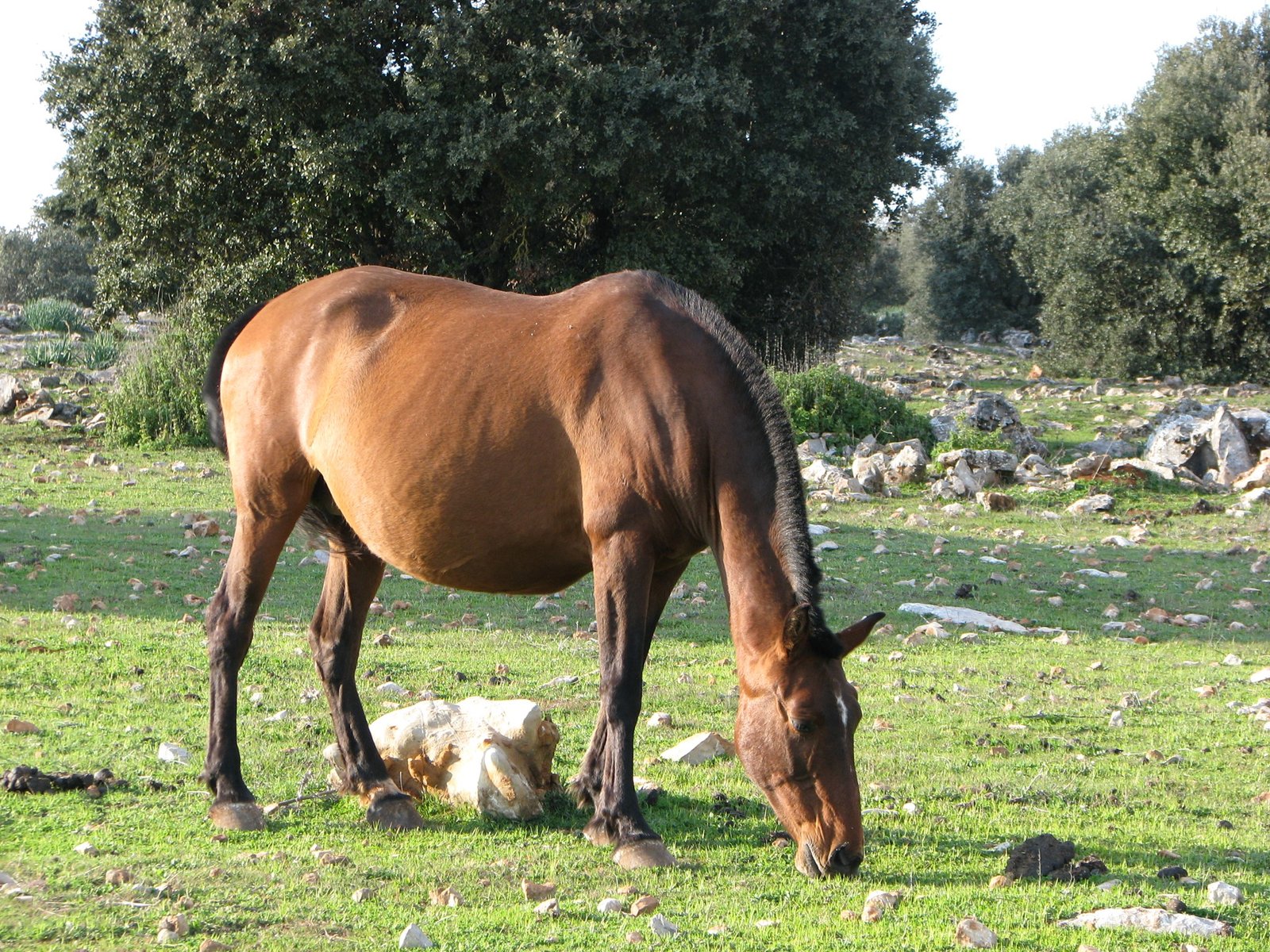 Excursión privada Algarinejo merienda