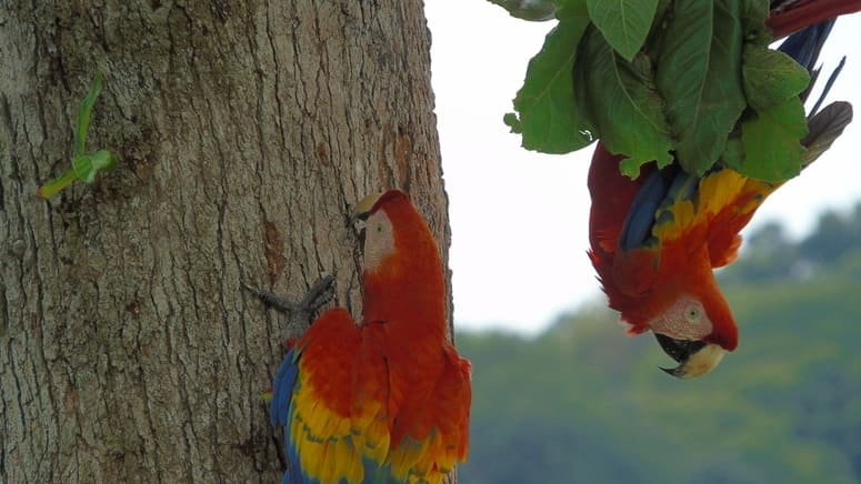 Observación de aves en Bahía Drake