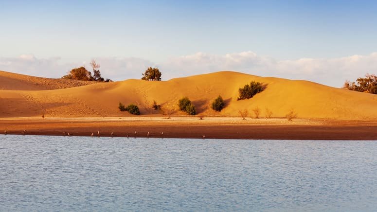 Tour bici paseo camello Dunas Maspalomas