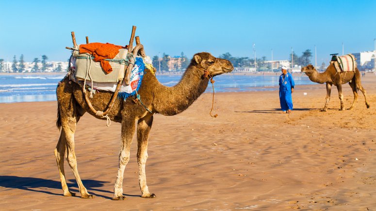 Excursión a Essaouira desde Marrakech 