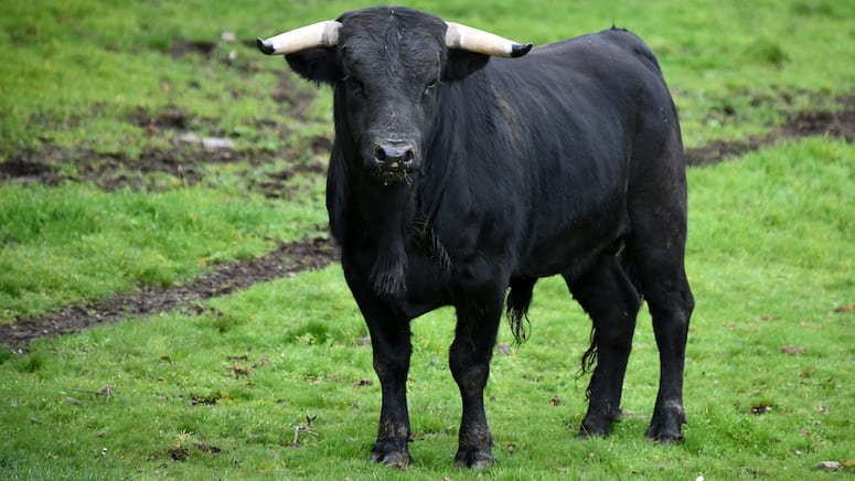 Excursión ganadería toros bravos
