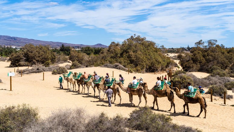 Tour bici paseo camello Dunas Maspalomas