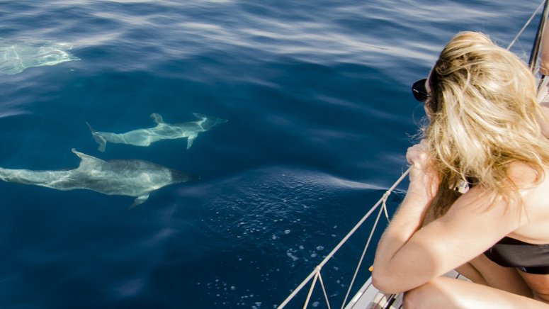 Amanecer barco avistamiento delfines