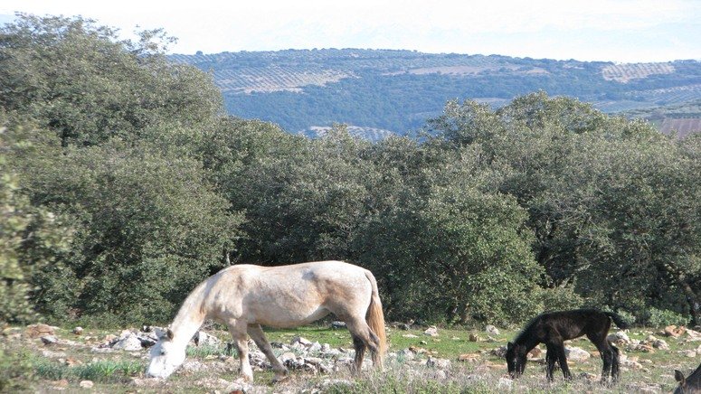 Excursión privada Algarinejo merienda