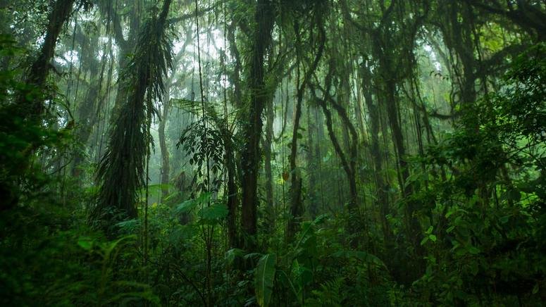 Ruta privada Bosque Nuboso de Monteverde