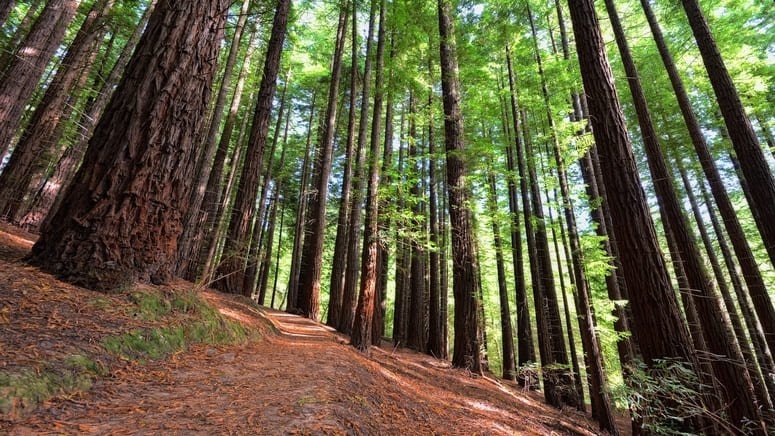 Excursión a los bosques de secuoyas en La Losa