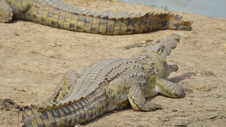 Excursión Crocoparc