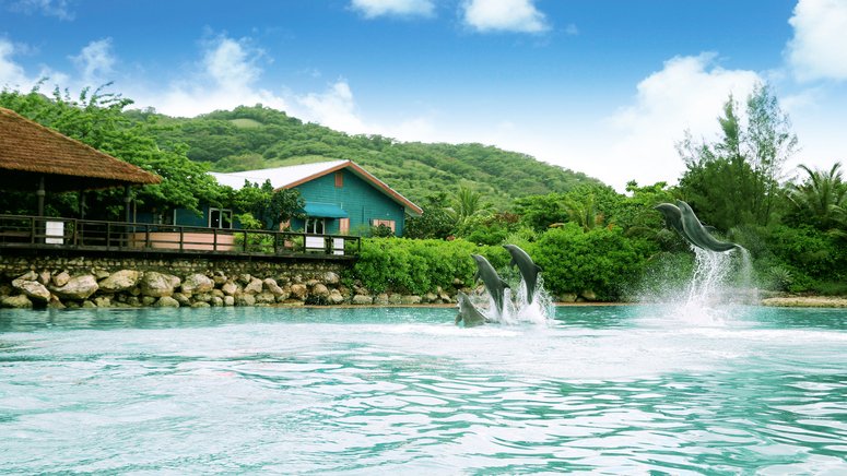 Nada delfines kayak Montego Bay