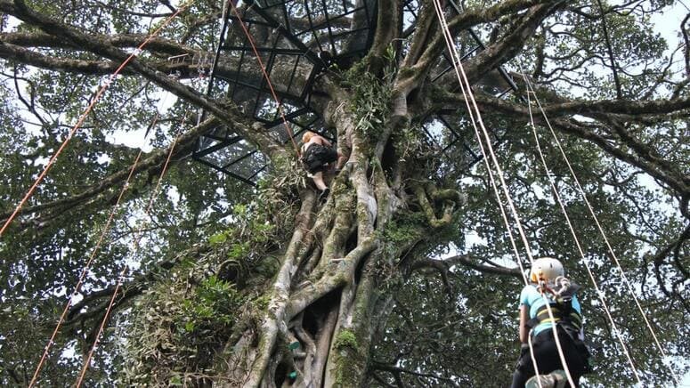 Escalada cima árbol Monteverde