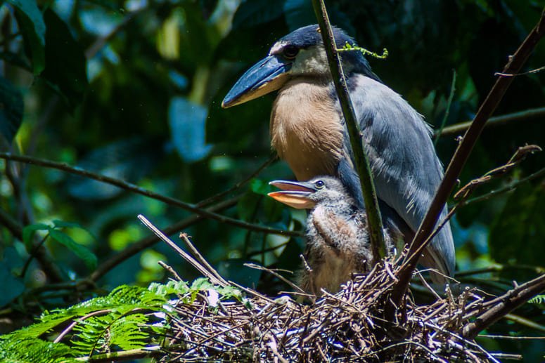 Tour aves Parque Natural Mistico Arenal