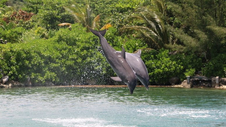 Nada delfines kayak Montego Bay