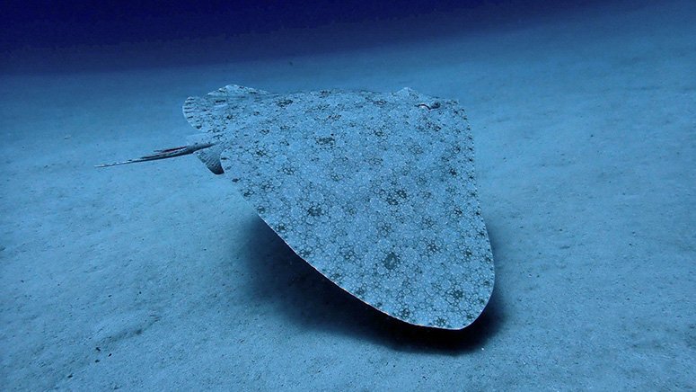 bautismo-buceo-lanzarote