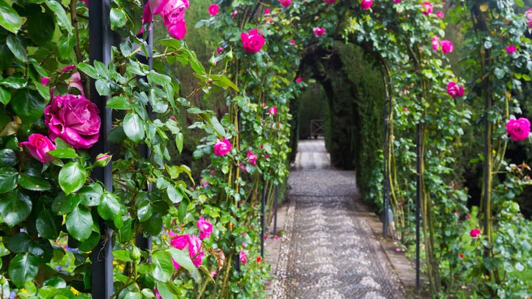 Visita Alhambra, palacios Nazaríes y Generalife sin colas