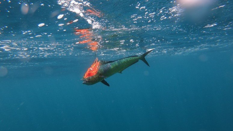 pesca isla cebaco