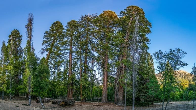 Excursión a los bosques de secuoyas en La Losa