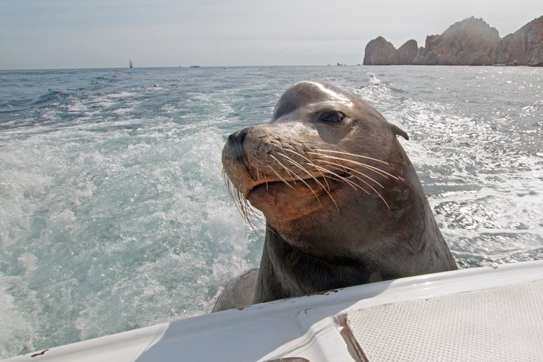 Snorkel lobos marinos La Paz