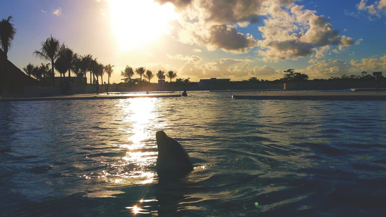 Nada delfines Punta Cana