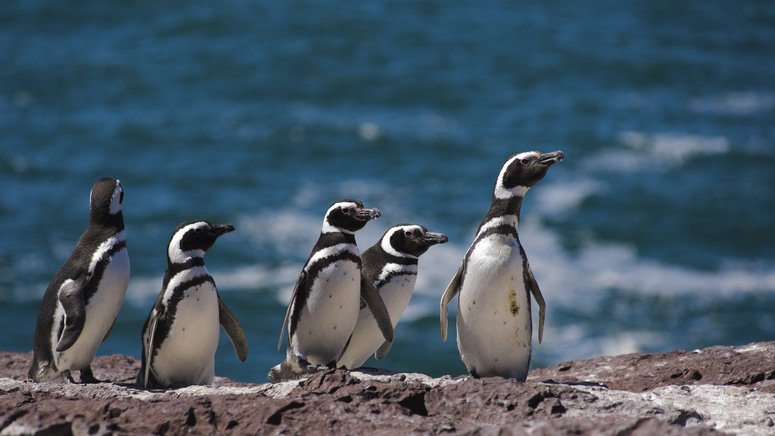 Avistamiento pingüinos Punta Tombo