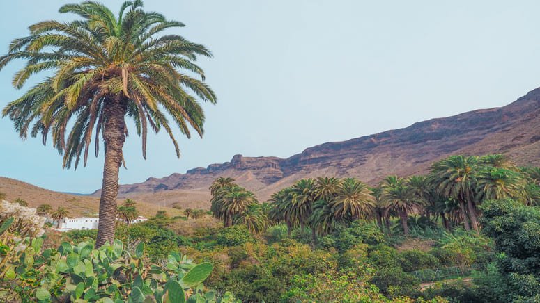 Vive Gran Canaria día