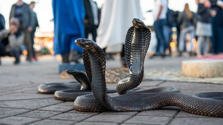 Excursión privada Marrakech Agadir