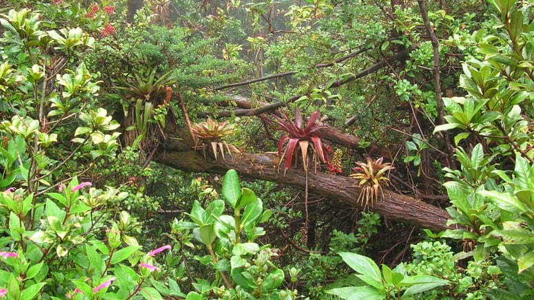 Tour transporte Bosque Nuboso Natural Monteverde