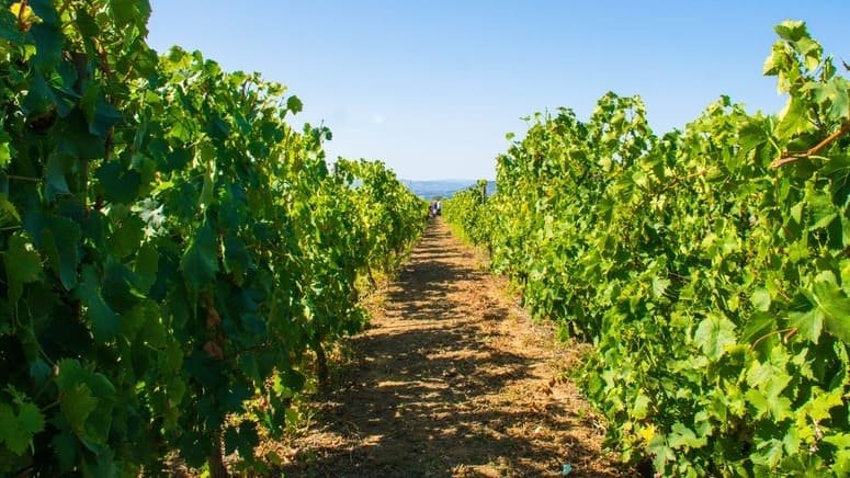 cata vino premium bodega poças