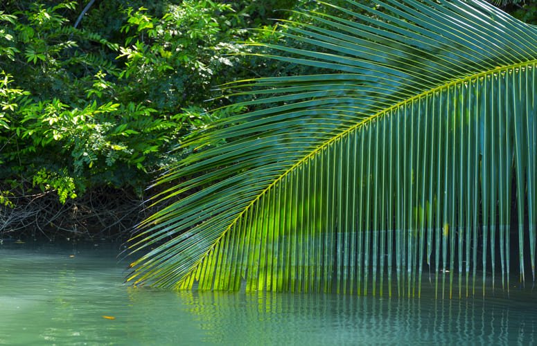 multiday kayak tour golfo dulce