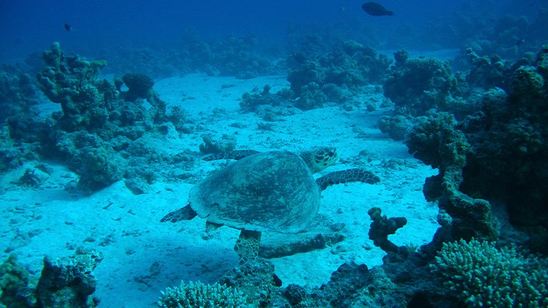 Bautismo-buceo-galletas-tenerife