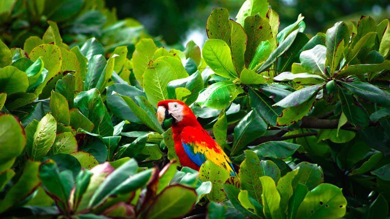 Excursión Paraíso Verde Bahía Drake