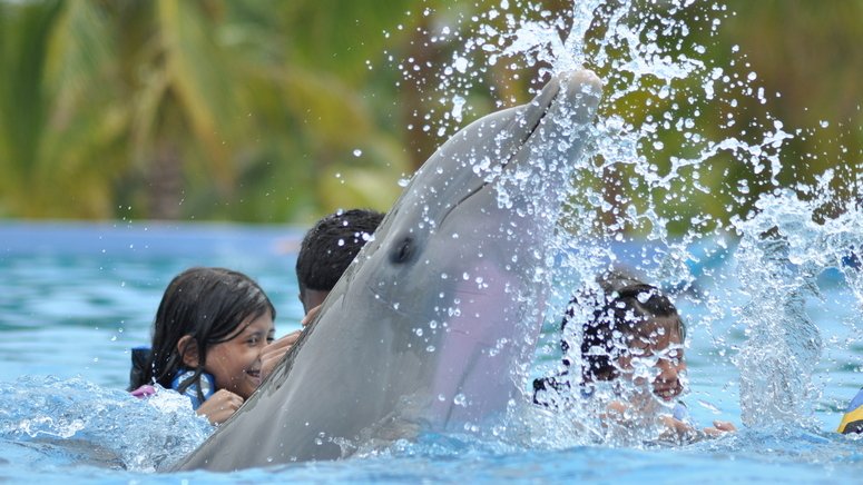 Nada delfines Playa del Carmen