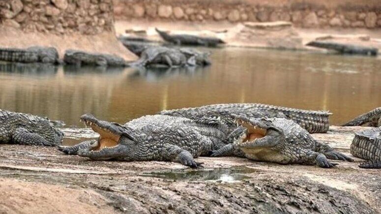 Excursión Crocoparc