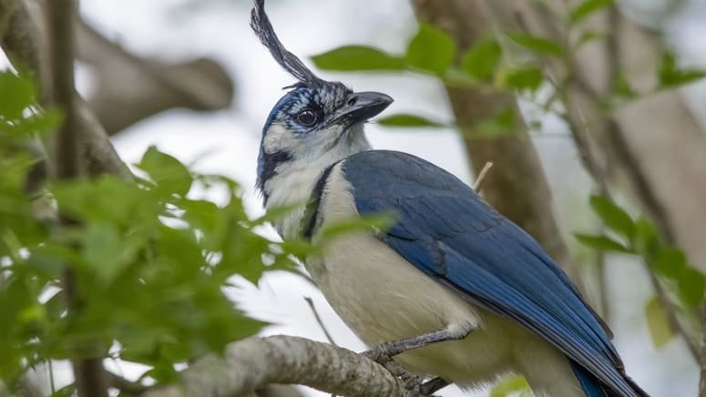 Tour aves Parque Natural Mistico Arenal
