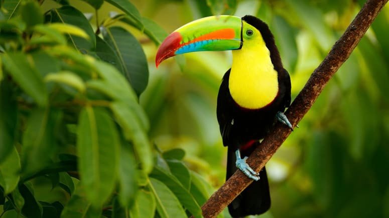 Tour barco Parque Nacional Palo Verde 