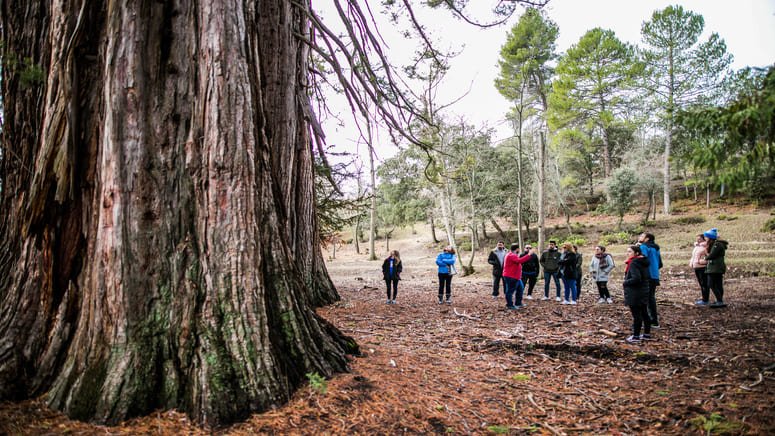 Excursión a los bosques de secuoyas en La Losa