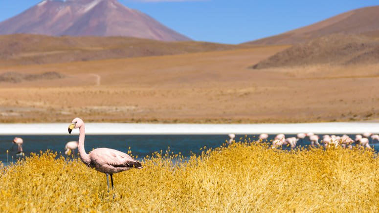 Excursión de 3 días al Salar de Uyuni y las lagunas
