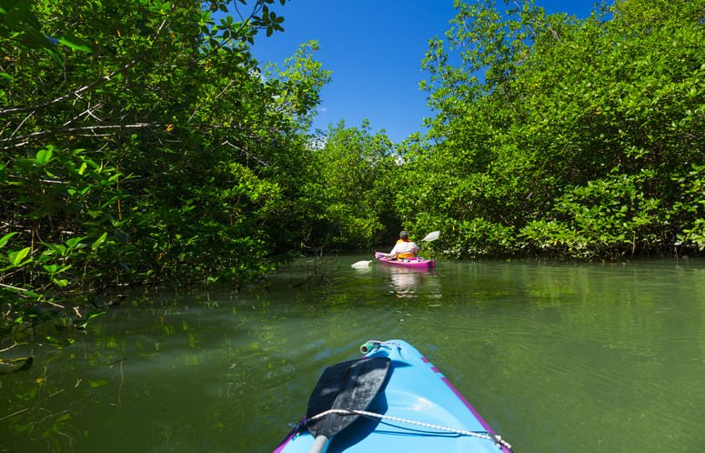 excursión kayak mangares costa rica