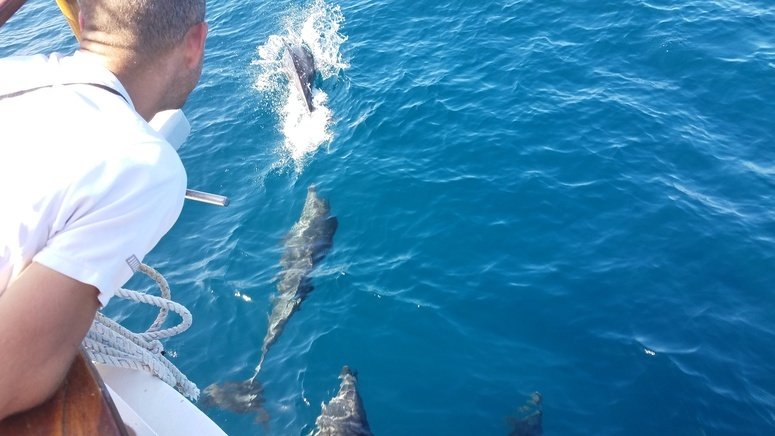 Amanecer barco avistamiento delfines