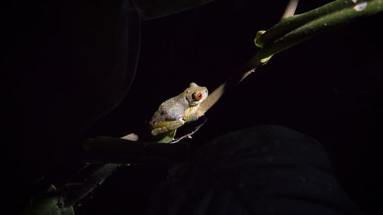 Tour nocturno selva tropical Monteverde
