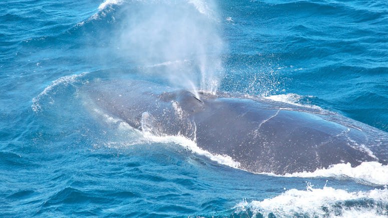 Avistamiento ballenas y delfines Costa Adeje