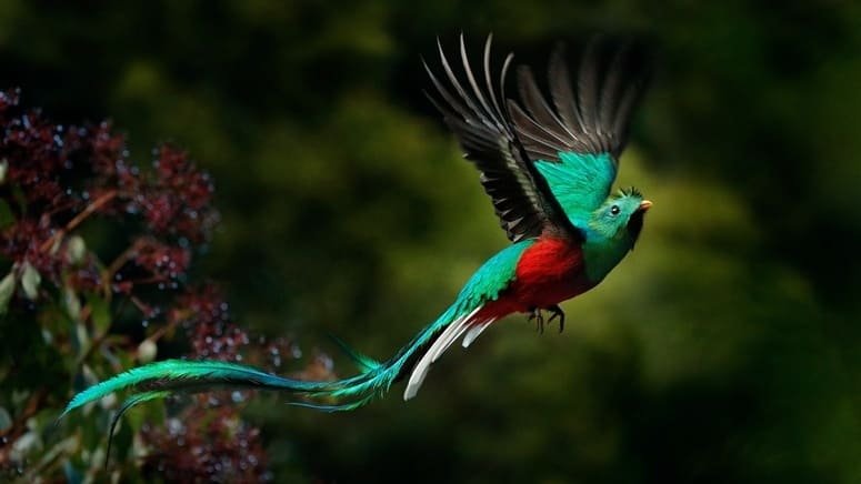Tour transporte Bosque Nuboso Natural Monteverde