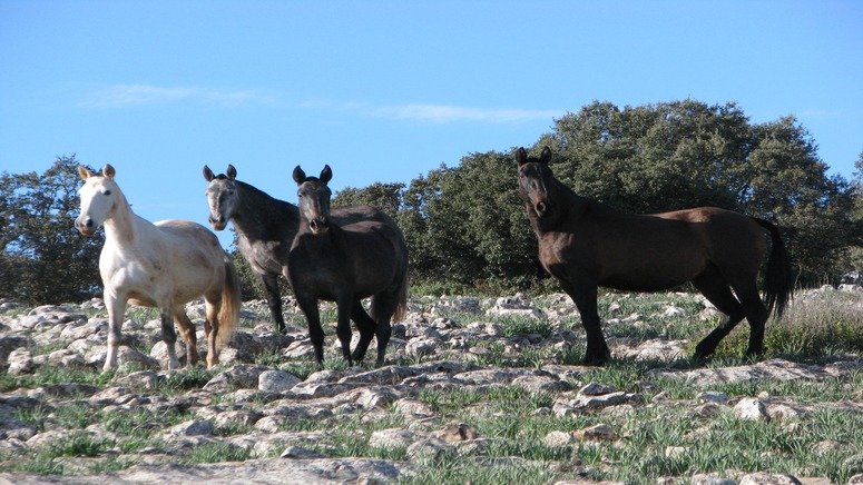 Excursión privada Algarinejo