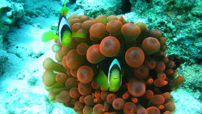 Bautismo-buceo-galletas-tenerife