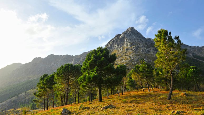 Excursión Pueblos Blancos y Ronda dos días