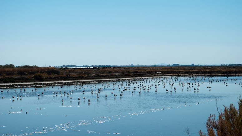 Excursión dos días Doñana desde Sevilla