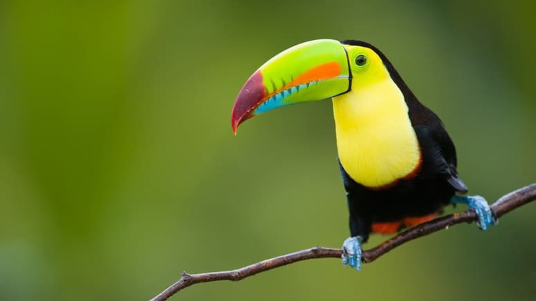 Safari Parque Metropolitano Panamá 